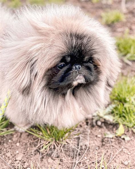 17 Historical Facts About Pekingese You Might Not Know