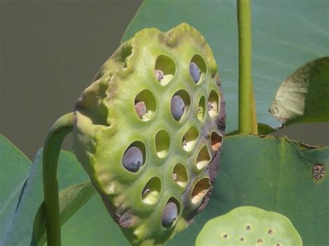 Opened Water Lily Seed Pod by Skyking240 on DeviantArt