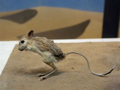 Kangaroo Rat jumping | God's Creatures | Pinterest | Kangaroos, Rats ...