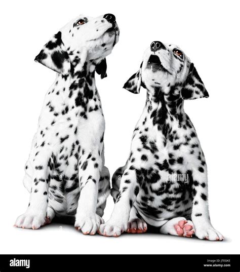 101 Dalmatians 15 Puppies