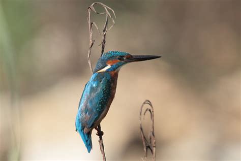 Common Kingfisher Alcedo Atthis Common Kingfisher Alced Flickr