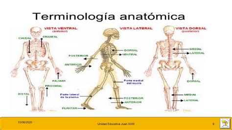 Terminología anatómica ANATOMIA DIAPOSITIVAS 3 1RO DE BACH YouTube