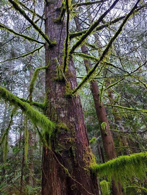 Branch Moss From The Pnw Etsy