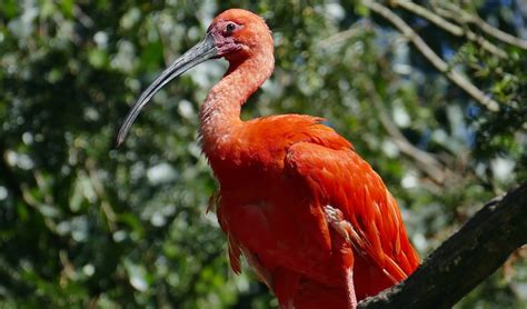 Scarlet ibis facts, distribution & population | BioDB