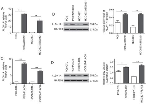 ALDH1A1 Levels Were Upregulated In PLAC8 Overexpressing Cells A MRNA