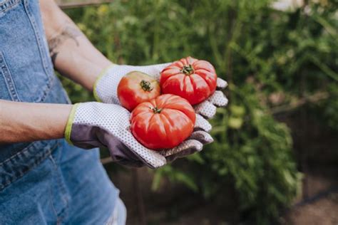 8 Types Of Tomatoes Longtime Gardeners Recommend Growing