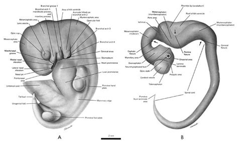 Atlas Of Human Embryos By Rf Gasser Phd Ch Female