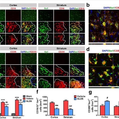 SLDS Promotes M2 Microglial Polarization In Vitro The M1 Phenotype Was