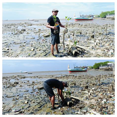 Penanaman Pohon Mangrove Di Tepi Pantai Kampung Pateken Upaya Awak