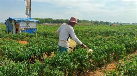 Cuaca Buruk Ancam Gagal Panen Petani Cabai Di Cirebon