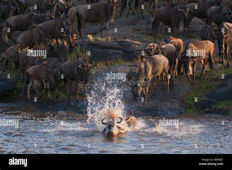 Los ñus cruzando el río Mara durante la migración anual Masai Mara