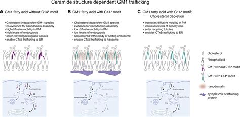 Structural Basis For Acyl Chain Control Over Glycosphingolipid Sorting