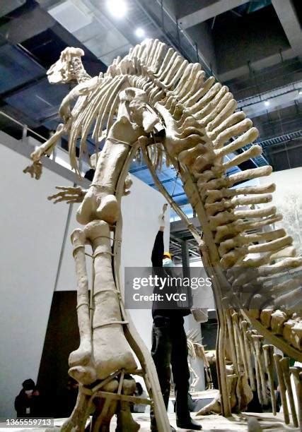 Dinosaur Skeleton Museum Photos and Premium High Res Pictures - Getty