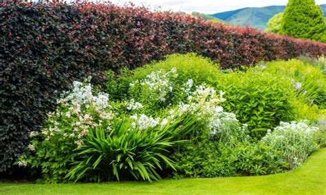 Top 15 Plants For Privacy For Garden And Balcony