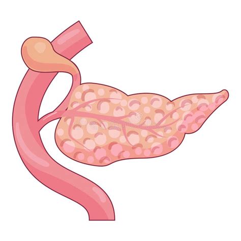 El Páncreas Humano Muestra Sistemas Exocrinos Y Endocrinos Ilustración