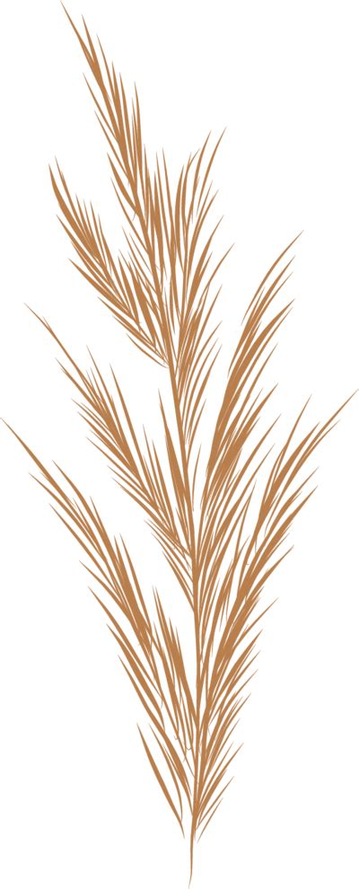 Pampas Grass Vector Png Images And Photos Finder