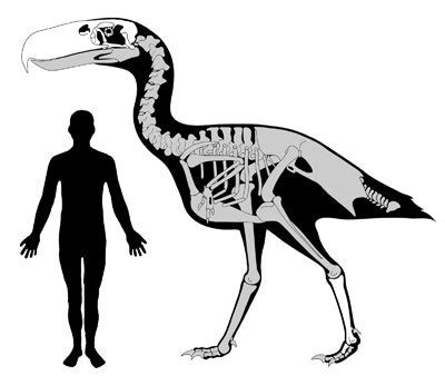 Absurd Creature of the Week: The Murderous 10-Foot-Tall Bird With a ...