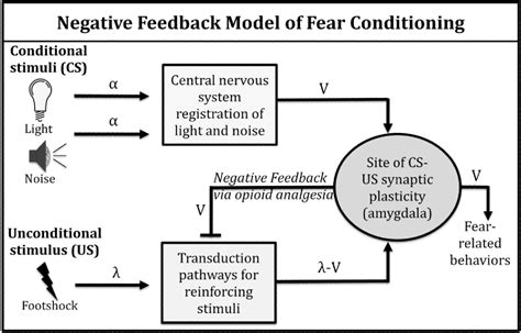 Figure 1 From Opioid Regulation Of Pavlovian Overshadowing In Fear