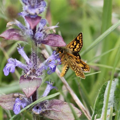 L Hespérie échiquier Forêt d Orléans