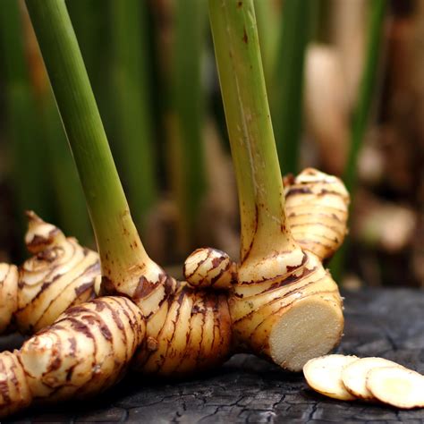 Galanga Thai Ginger Siamese Ginger Live Plant Alpinia Galangal