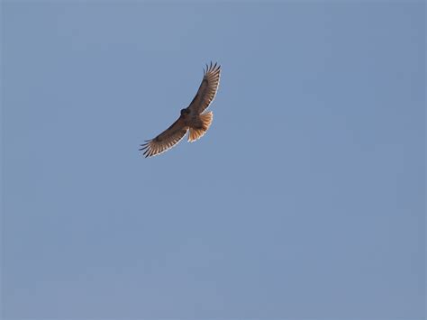 Flying Red Tailed Hawk | Inside Caledon, Ontario