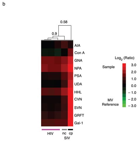 Gp120 glycosylation may account for the differences observed between MV ... 