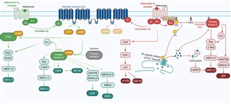 Canonical Gs Or Gi O Signalling Pathways Upon Adenosine A A And A