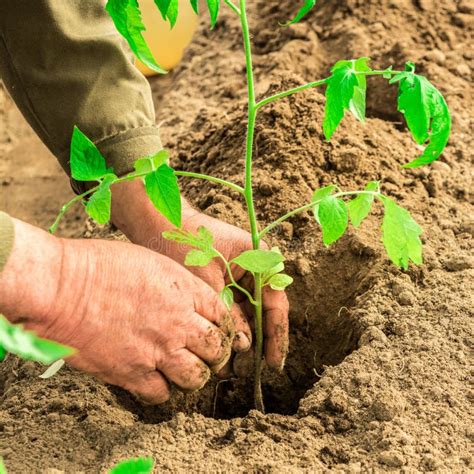 Farmer S Hands Planting A Tomato Seedling In The Vegetable Garden Stock