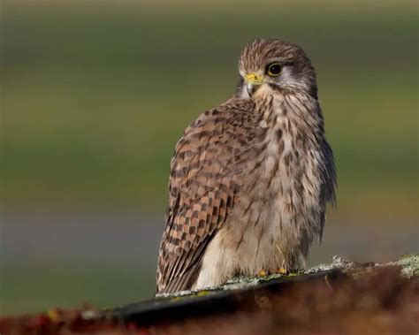 Common Kestrel - Facts, Diet, Habitat & Pictures on Animalia.bio