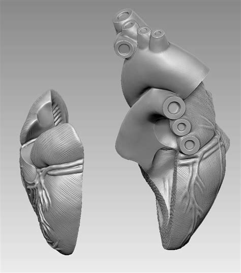 Human Heart 3d Print Model 3d Model 3d Printable Cgtrader