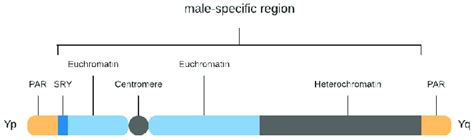 Cytogenic Structure Of Y Chromosome Sry Refers To Sex Determining