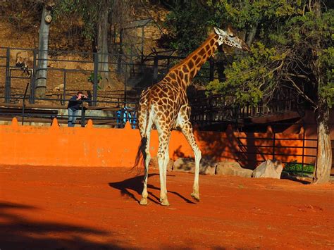 Equo Censura Que El Zoo De Córdoba Adquiera Una Pareja De Jirafas Y