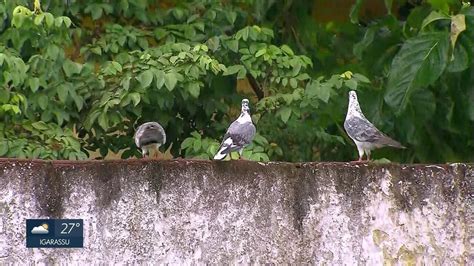 Moradores De Olinda Denunciam Infesta O De Pombos Ne G