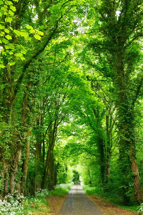 Tree Lined Alley Photo By Studio Dekorasyon Tt On Unsplash