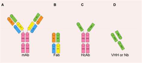 Biological Knowledge Creative Biolabs Single Domain Antibody Blog