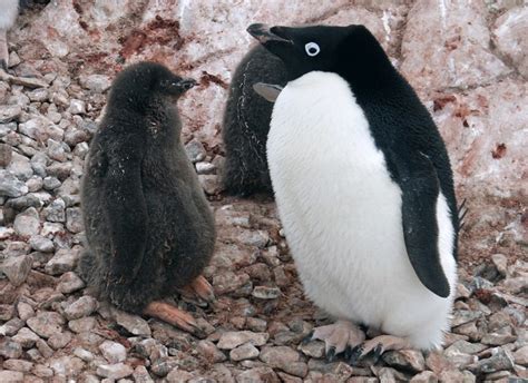 Colony of Antarctic penguins nears extinction