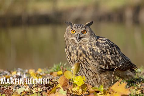 Oehoe De Oehoe Is Een Van De Grootste Uilen Ter Wereld En Flickr