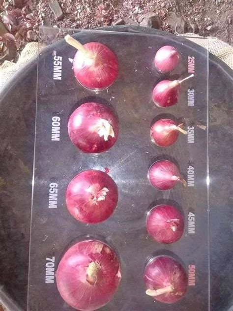 A Grade Maharashtra Fresh Nasik Organic Red Onion For Food Gunny Bag