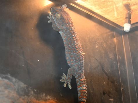 Gekko Gecko Tokay Gecko In Ueno Zoological Gardens