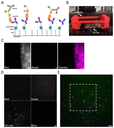 An Optimized Single Molecule Pull Down Assay For Quantification Of