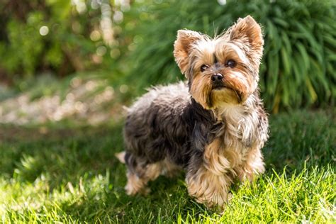 Why Are Yorkies So Mean Unraveling The Mystery Behind Their