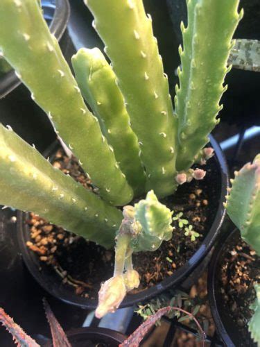 Stapelia Grandiflora Or Giant Toad Plant For Sale Azgardens