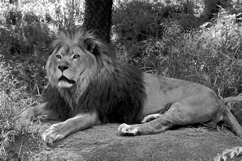 Its Never Good To Tell A Lion Hes Having A Bad Hair Day Flickr