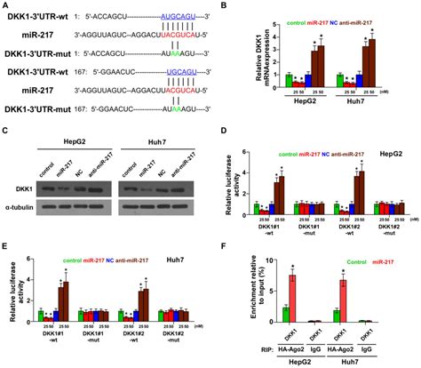 MiR 217 Targeting DKK1 Promotes Cancer Stem Cell Properties Via