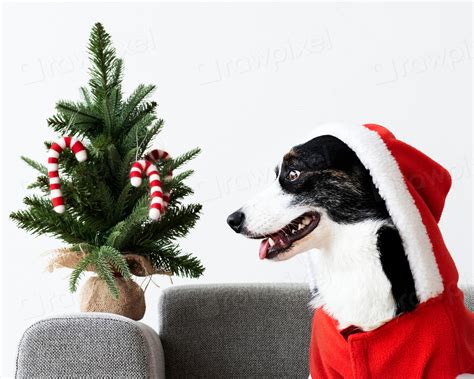 Cardigan Welsh Corgi wearing Christmas | Free Photo - rawpixel