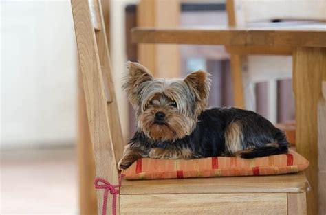 Do Yorkies Shed Much A Complete Guide To Yorkie Shedding