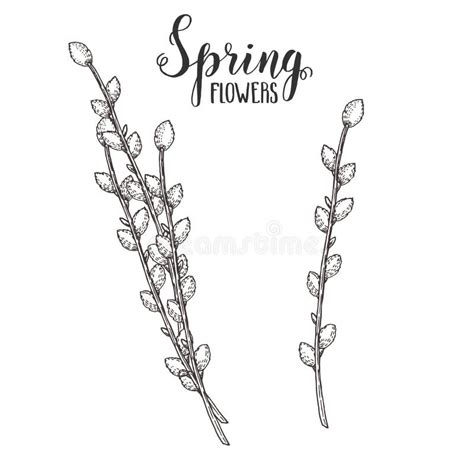 Beautiful Pussy Willow Flowers Stock Illustrations 174 Beautiful