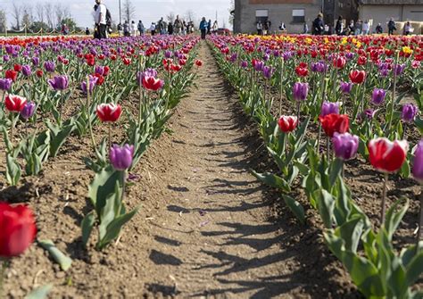 Tulipani Passeggiata Nel Campo E Raccolta You Pick Difotoediviaggi