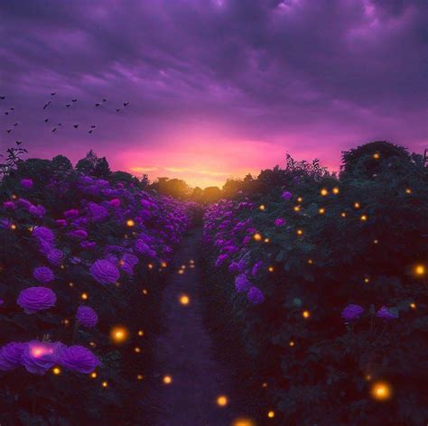 Purple Roses Scenery by johnthedowe2 on DeviantArt