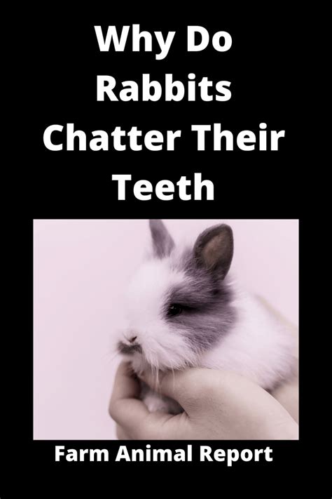 Why Teeth Grinding In Rabbits With Sound Chatter